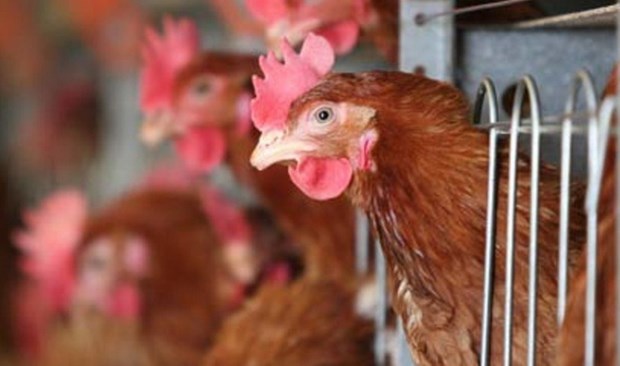 Chất xơ trong thức ăn gia cầm: Lợi ích và những rủi ro cần lưu ý - Chăn nuôi Việt Nam