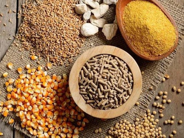 Chất xơ nên hay không - Khám phá tác động của khẩu phần giàu chất xơ - Chăn nuôi Việt Nam